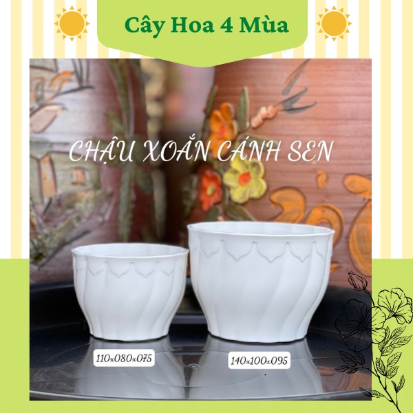 Chậu nhựa xoắn cánh sen trồng cây hoa sen đá mini cực xinh kèm đĩa lót