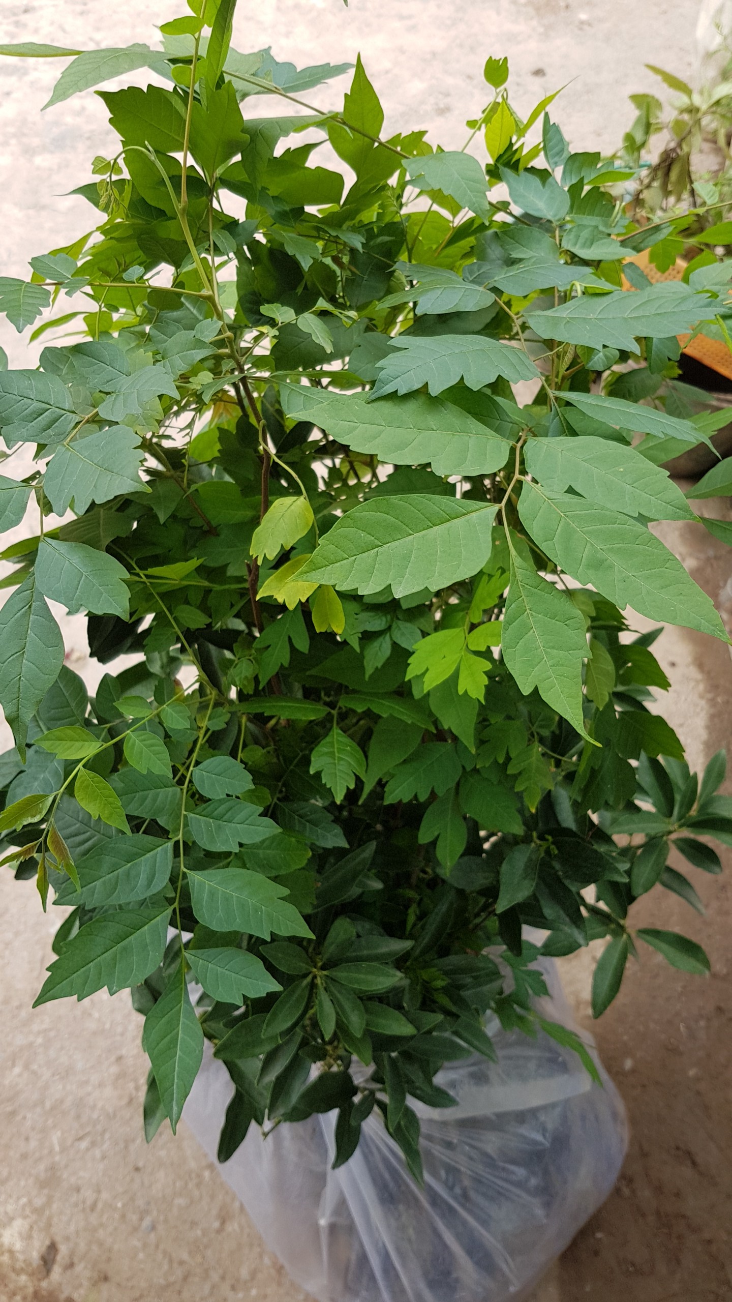 2 cây xoan đào giống