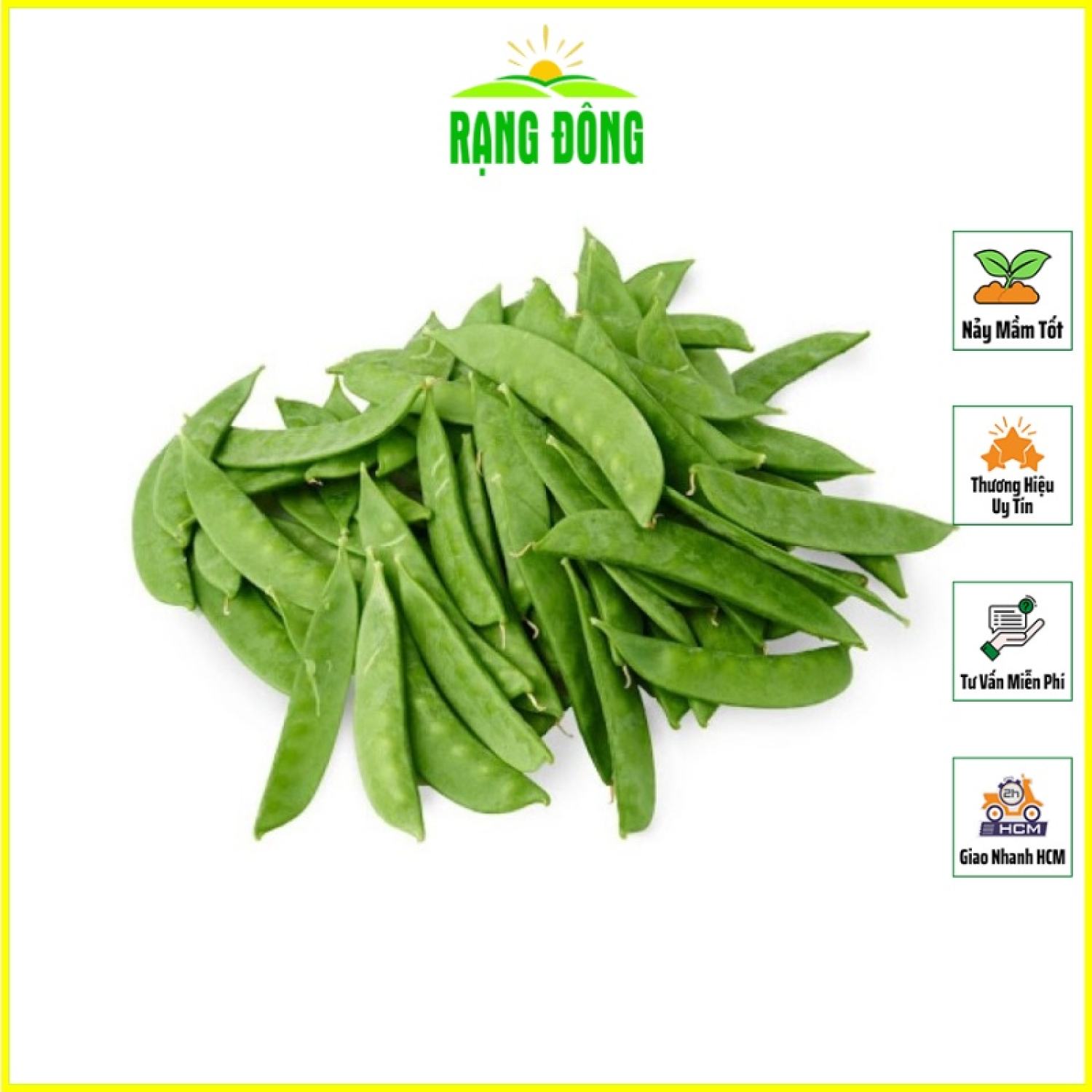 Hạt giống đậu hà lan thu trái trồng quanh năm, sinh trưởng mạng - hạt giống rạng đông