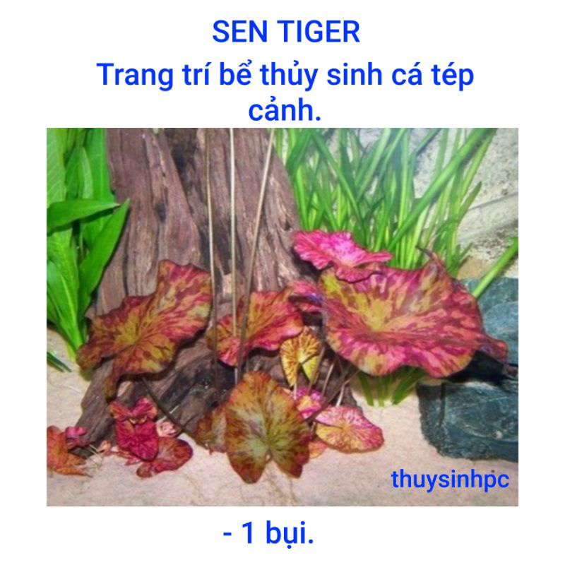 Cây thủy sinh sen tiger