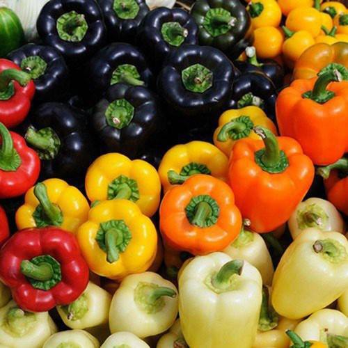 Hạt giống ớt chuông mix