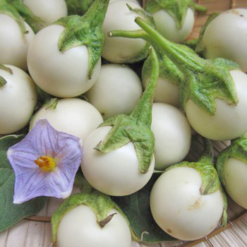 Hạt giống cà pháo trắng chất lượng, năng suất cao