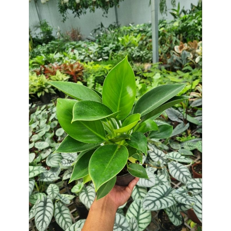 Cây trầu bà đế vương xanh - Chậu nhiều thân