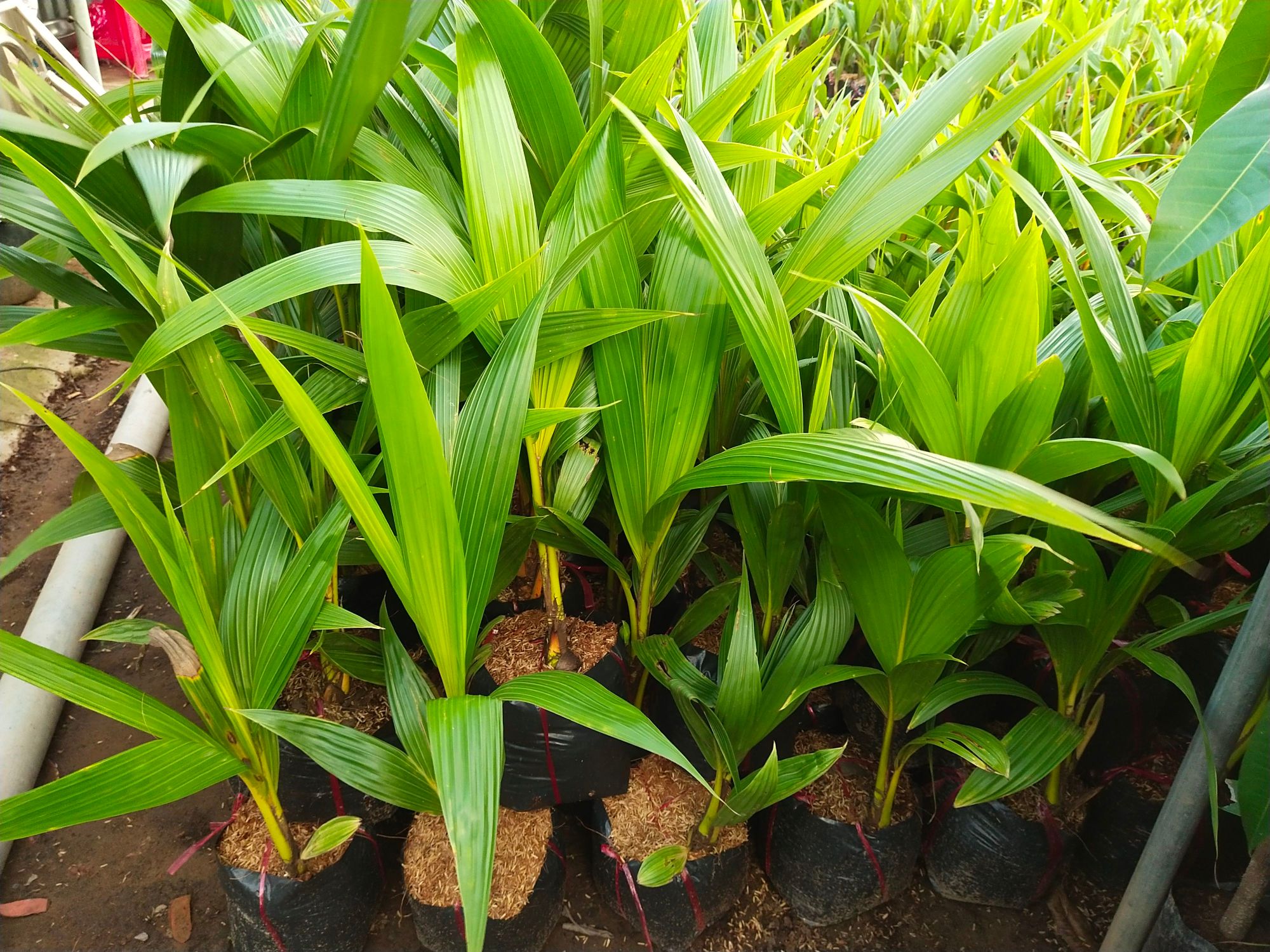 Dừa tam quan siêu trái