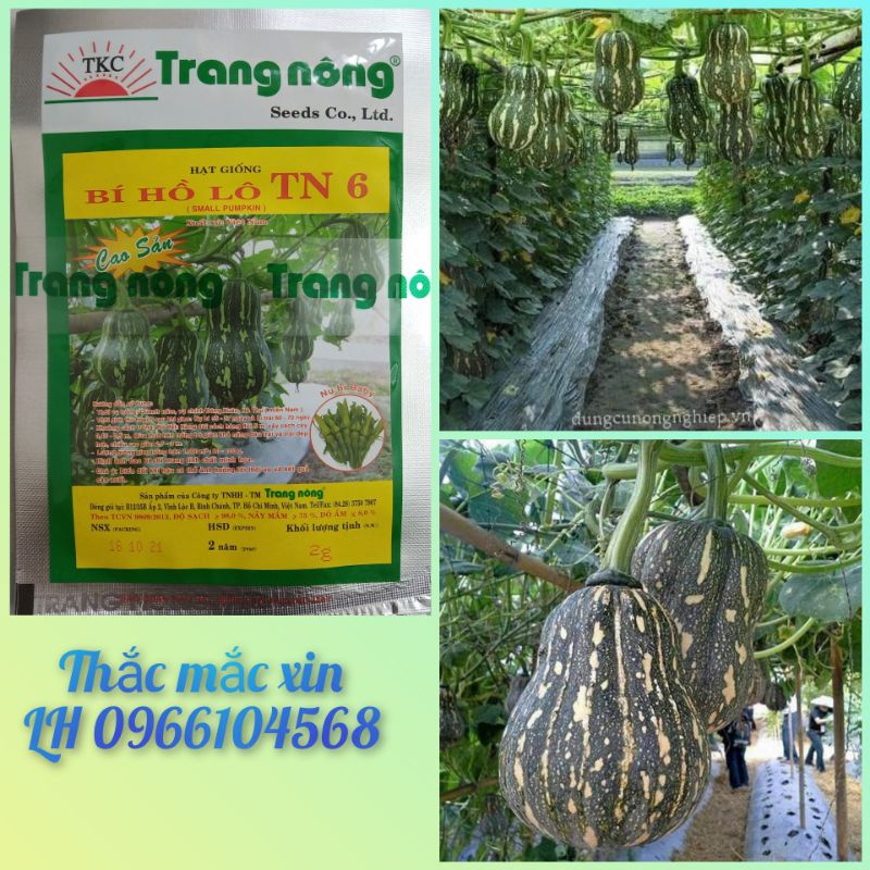 Hạt giống bí đỏ hồ lô Trang Nông TN6 gói 2g