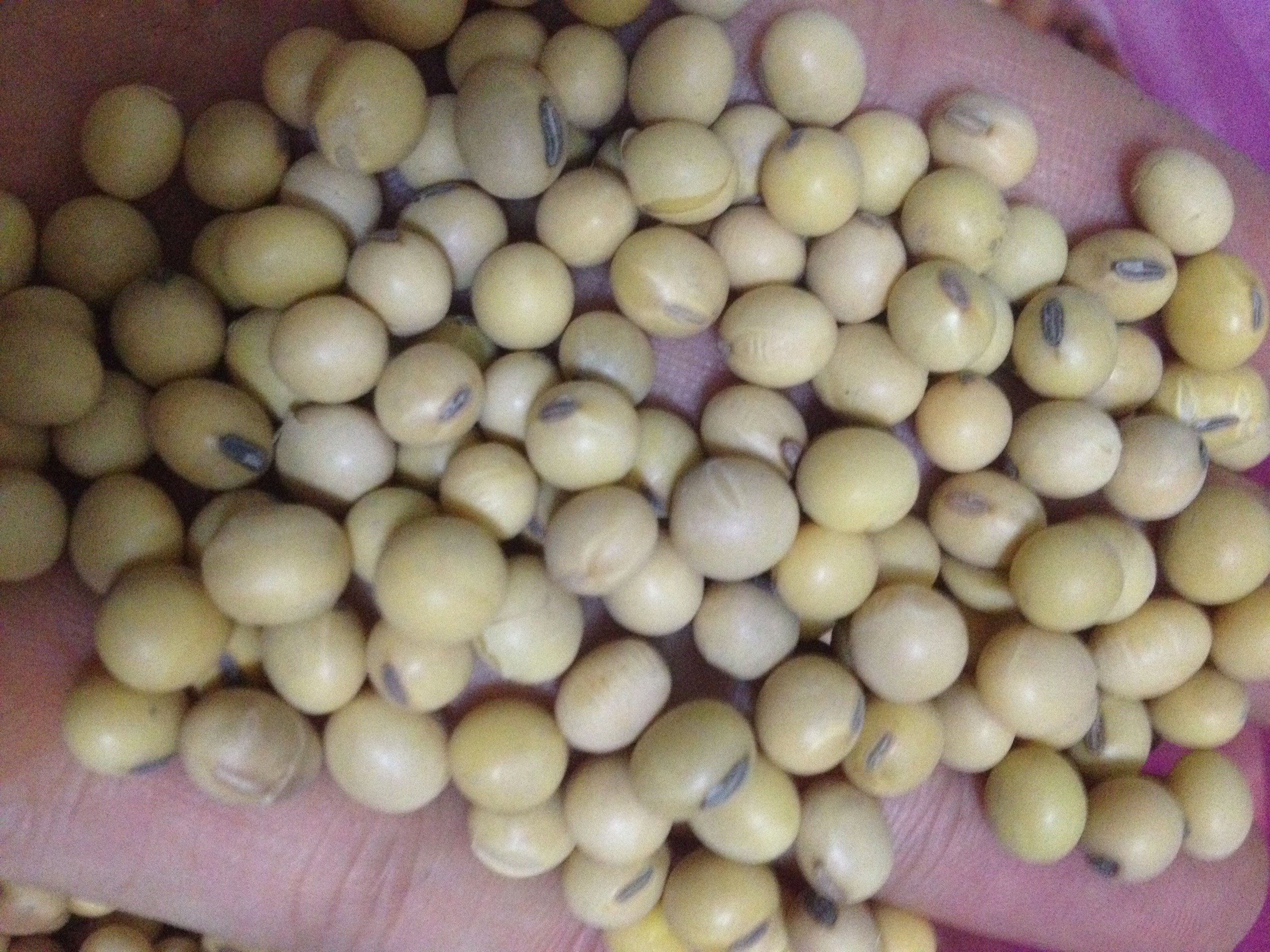 đậu lành 1kg đỗ tương