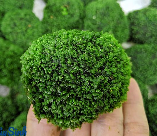 ĐÁ RÊU MINIFISS LÁ NƯỚC - MINIFISS ĐÁ TRANG TRÍ HỒ TIỂU CẢNH