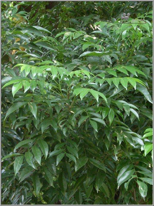 Combo of 5 Mac Mat Plants, 30-40cm Tall - Thương hiệu Bạch Long Garden Giá 255,000 Đồng*Miễn phí vận chuyển