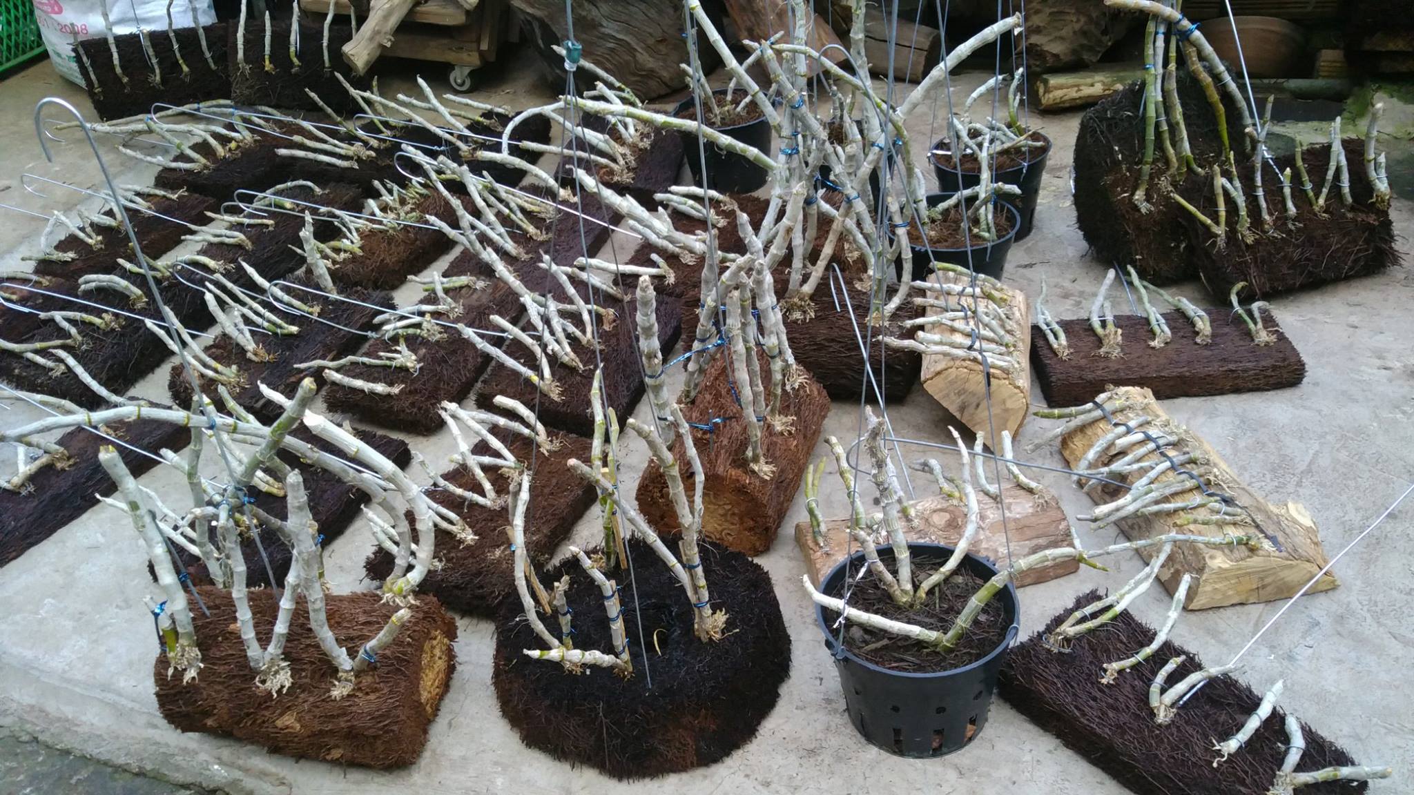 Dớn tròn ghép lan - Giá thể trồng hoa lan KT 20x3cm