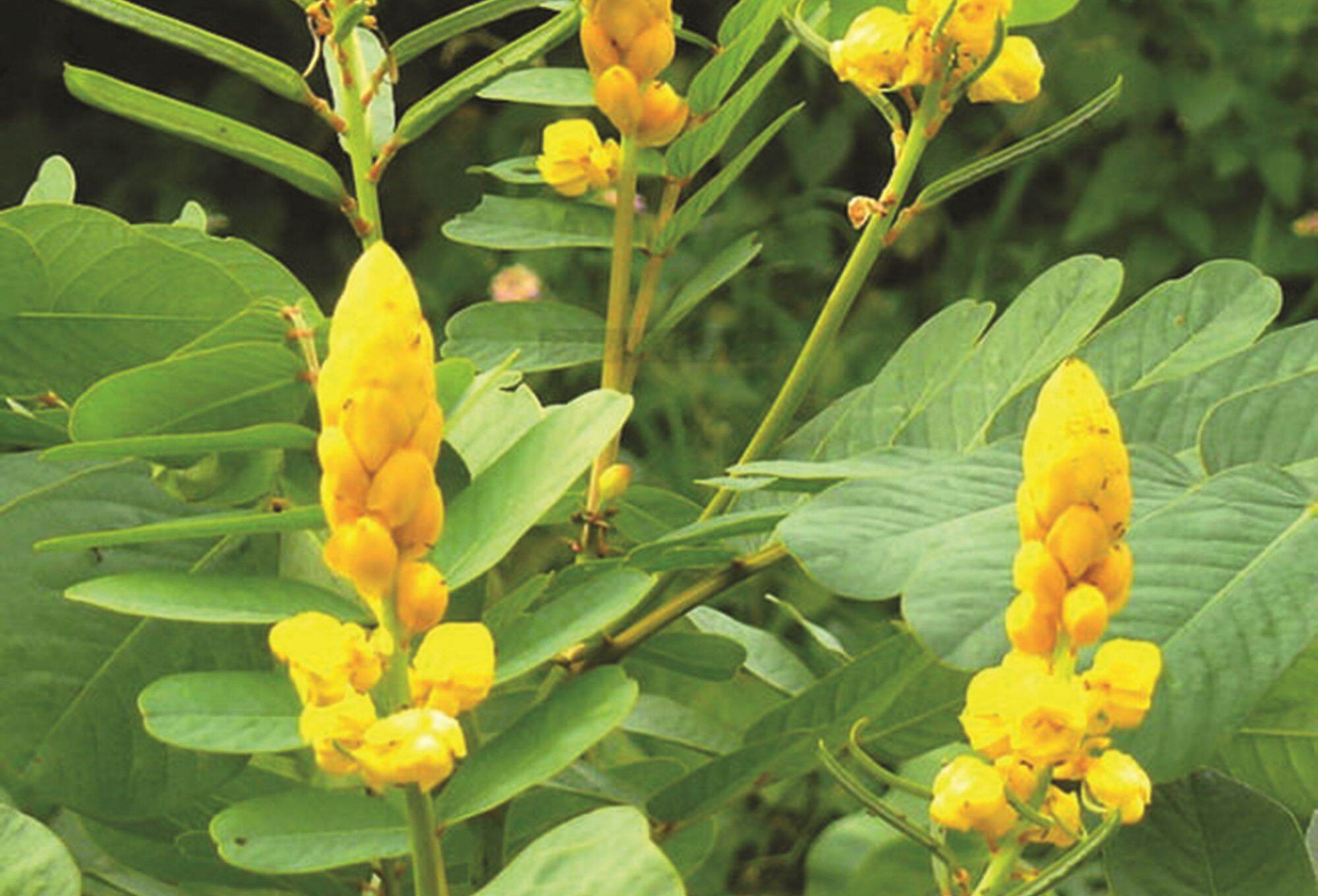 Cây Muồng Trâu (Muồng Lác) - cây giống trồng trong bịch đen, được cố định trong thùng hàng, đảm bảo tươi nguyên