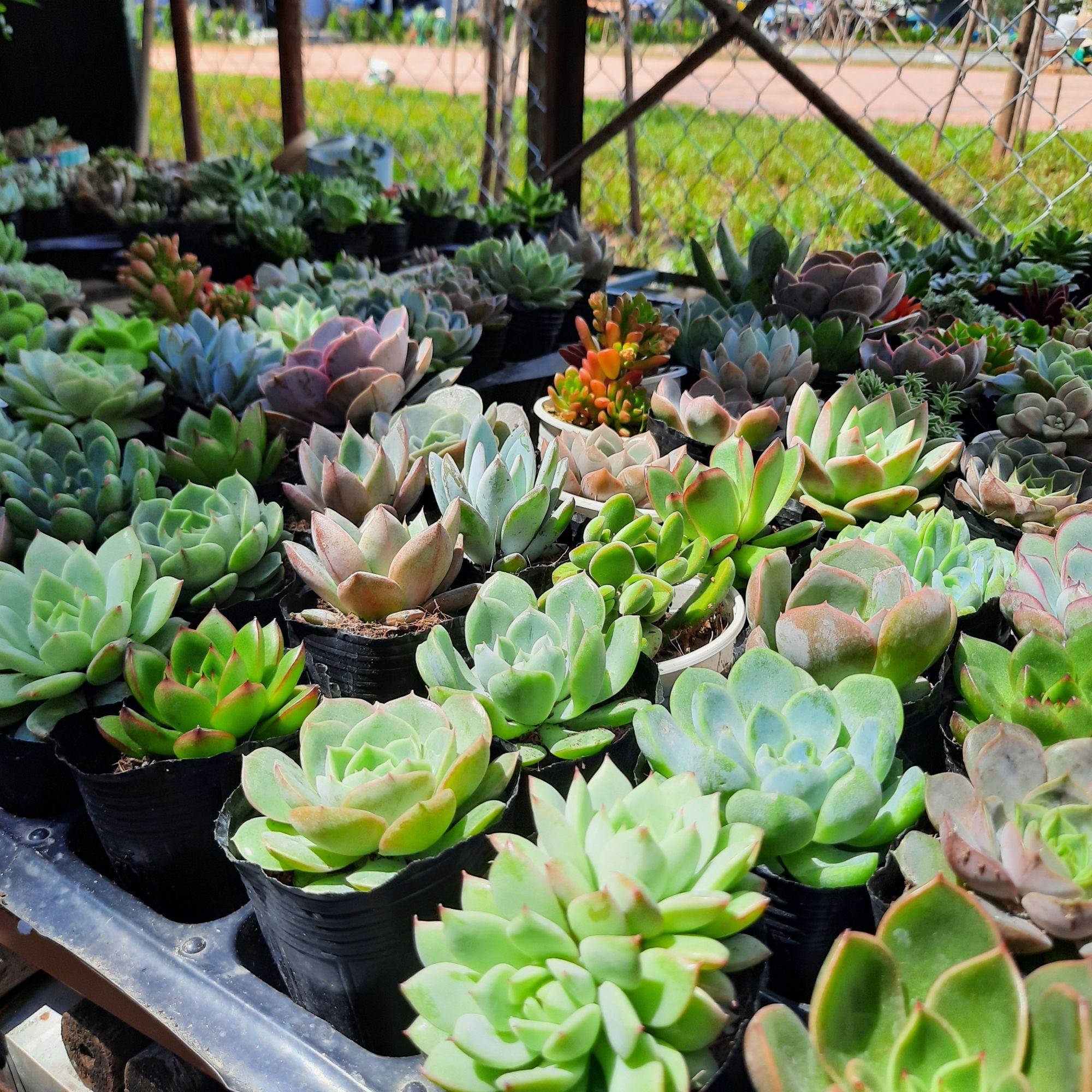 COMBO 10 CÂY SEN ĐÁ