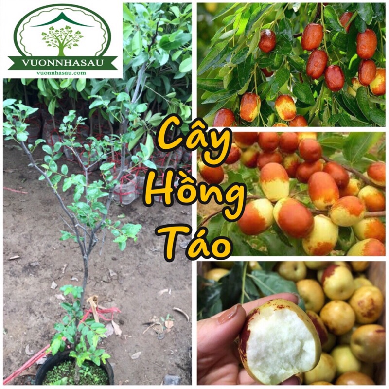 Cây giống hồng táo - táo tàu cây size nhỏ
