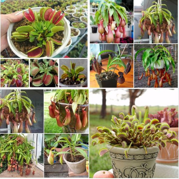 Bộ 2 gói hạt giống cây bắt mồi - ( 1 nắp ấm  +  1 bẫy kẹp )