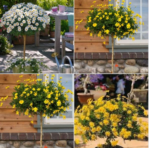 Hạt giống hoa cúc thân gỗ - cúc trường thọ- Gói 50 Hạt