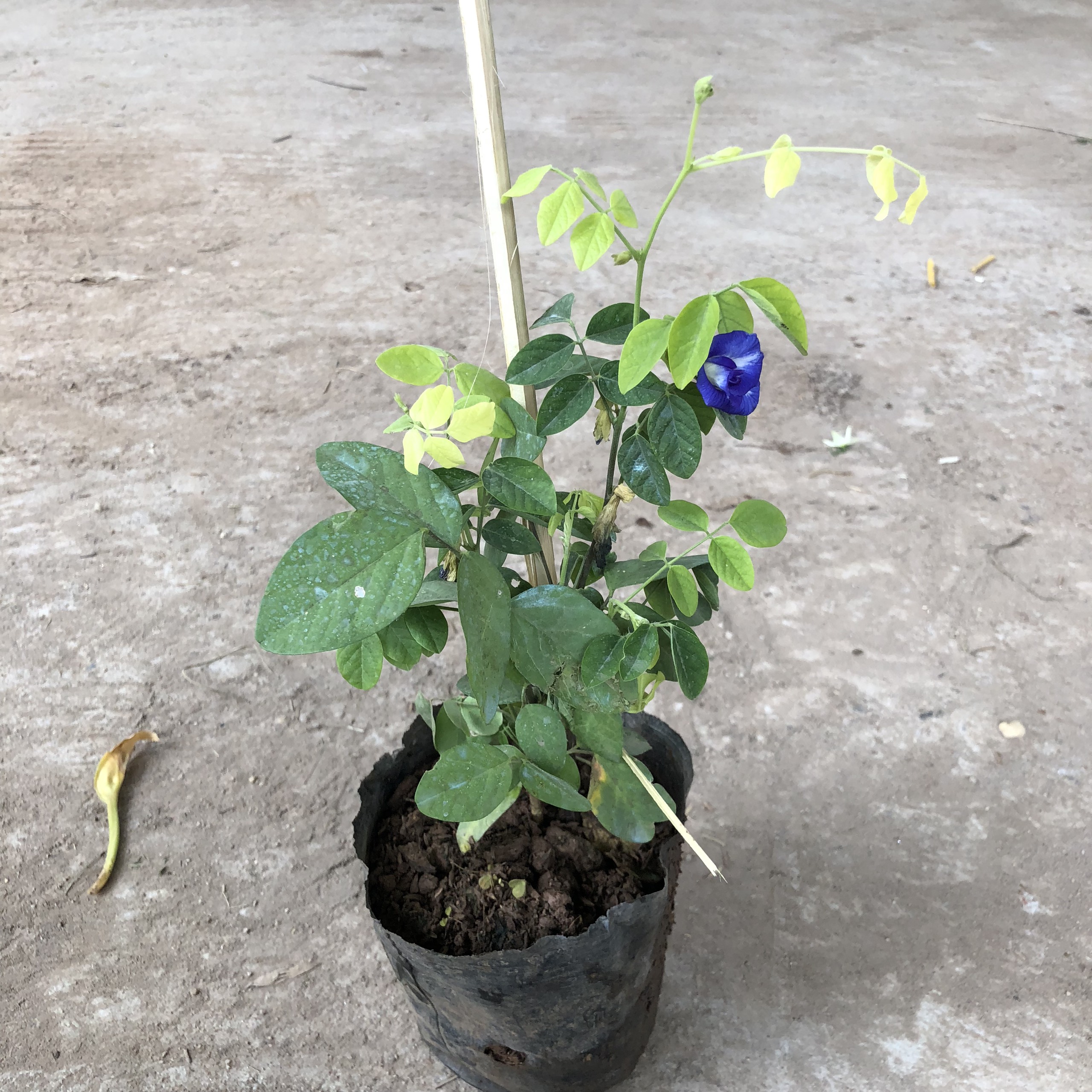 Cây đậu biếc leo hoa kép, chiều cao 25-30cm hoa nở đẹp nhiều công dụng sức sống khỏe phát triển nhanh thích hợp leo giàn