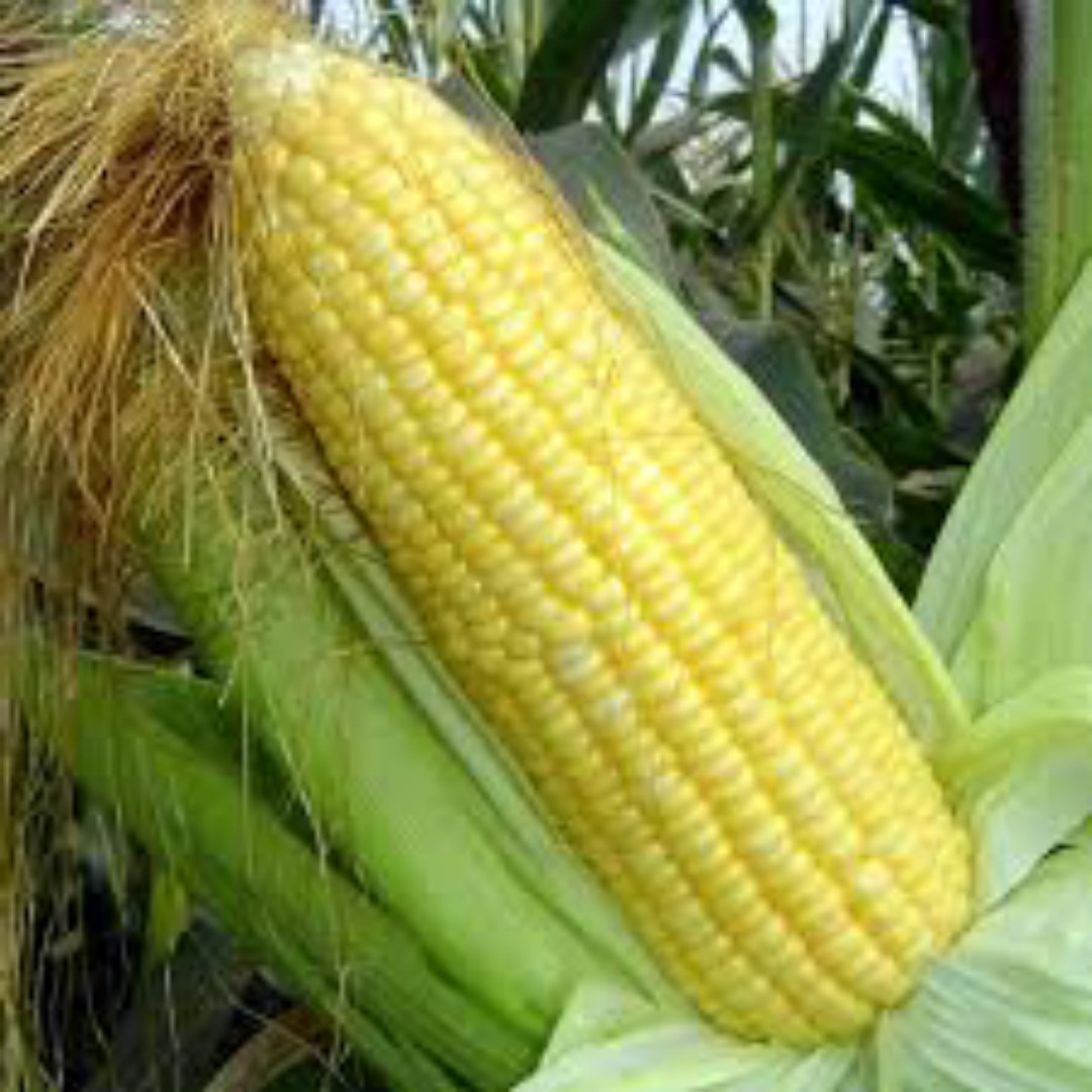 Hạt Giống Ngô Ngọt Thái F1. Túi 100 gram - Chất Lượng Cao. Kèm Khuyến Mại.