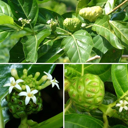 Cây giống nhàu - 7687