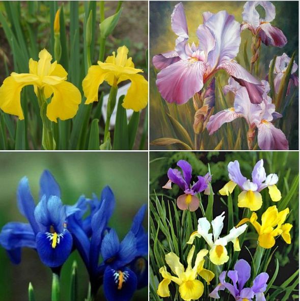 Bộ 3 Gói Hạt giống hoa Diên vĩ nhiều màu (Iris )-( hồng + vàng + xanh )