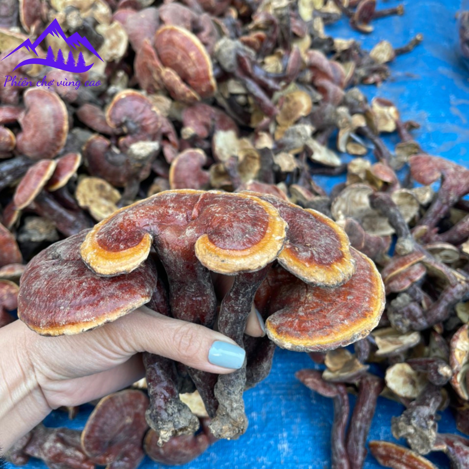Nấm lim xanh rừng tự nhiên Tây Bắc mọc trên thân, gốc lim xanh đã mục. Thảo dược quý nấm lim xanh, linh chi đỏ, linh chi sừng hươu ngâm rượu