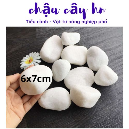 Sỏi trắng viên 6x7 cm cm trang trí chậu cây, bể cá