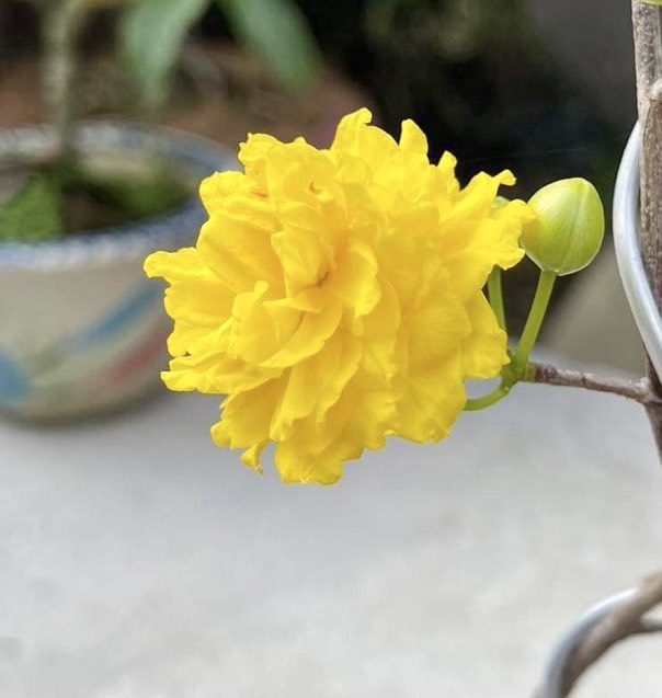 Hoa mai cúc rồng bay- cây ghép chuẩn