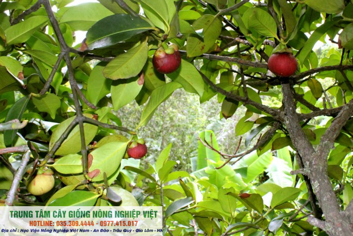 Cây giống măng cụt Thái Lan