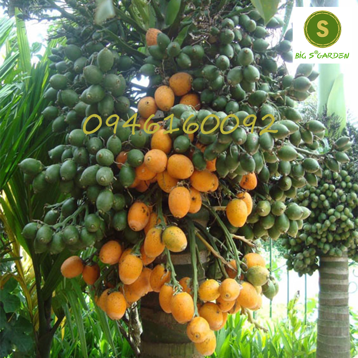 Cây giống cau lùn xanh tứ quý