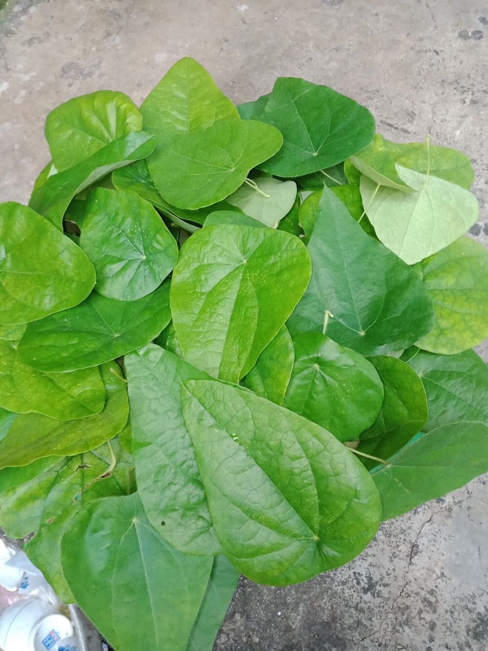Cây giống sương sâm lông - bầu 1 cây