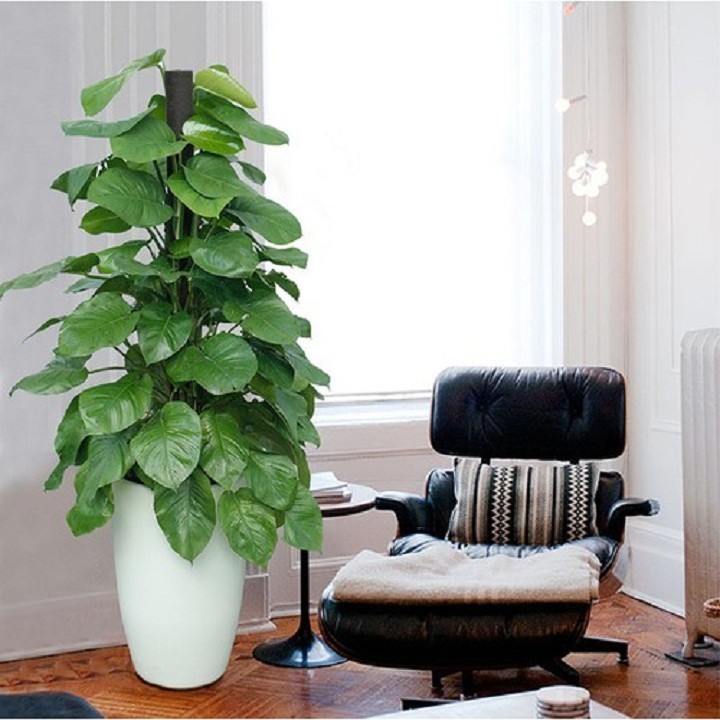 CHẬU TRẦU BÀ LEO CỘT  ĐẸP, MANG LẠI MAY MẮN CHO GIA CHỦ