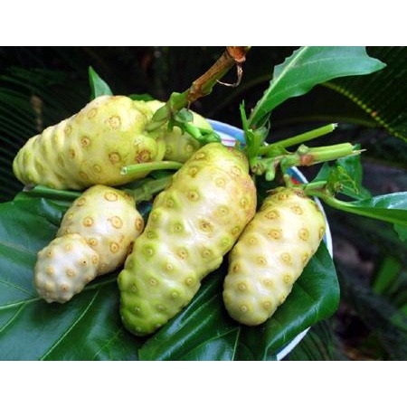 Cây giống trái nhàu trắng