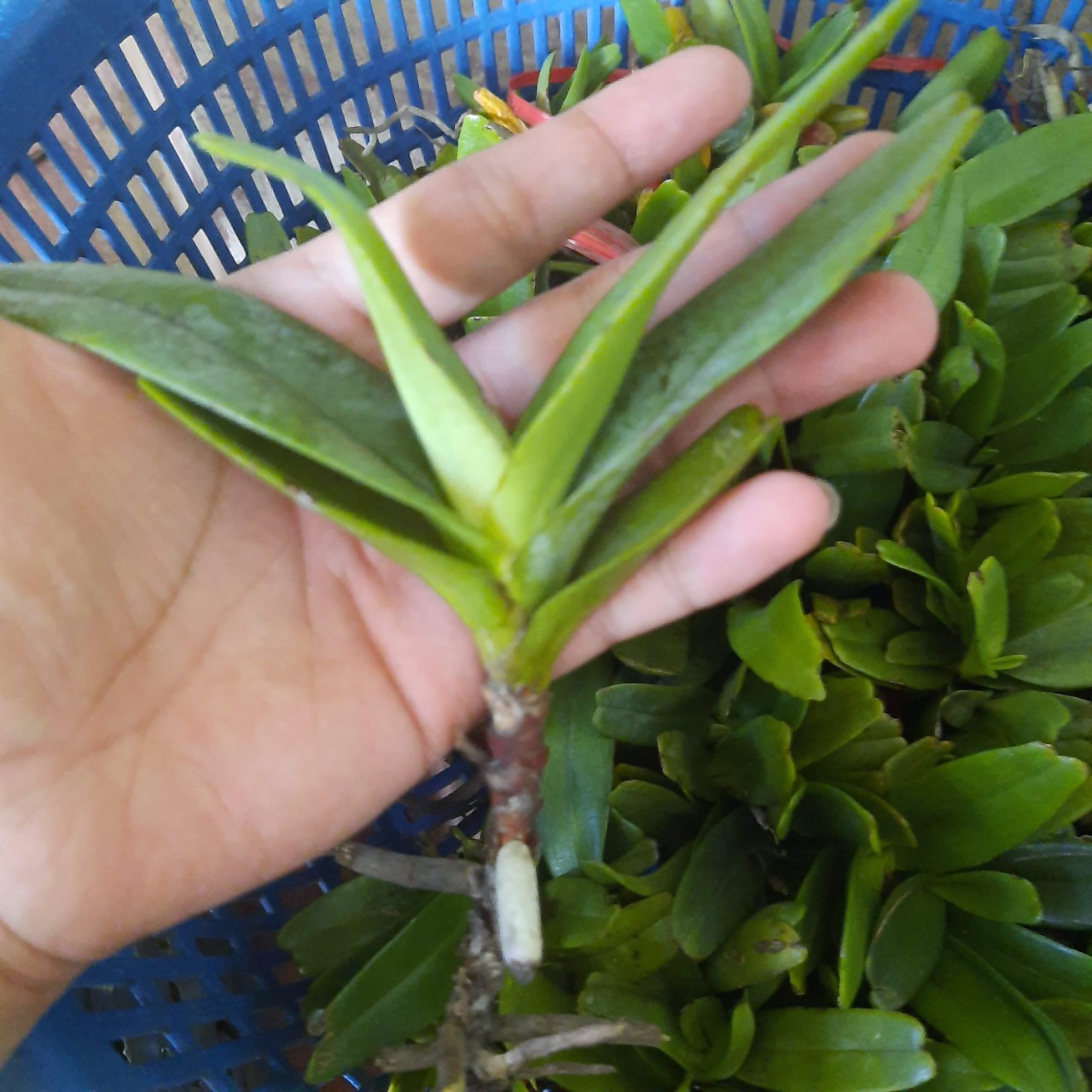 lan rừng hoàng nhạn nhỡ 18k/cây.hoa nở vào tháng 4