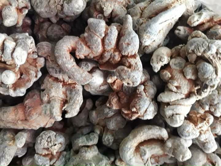 500g. CỦ TAM THẤT ( LOẠI 32 CỦ/1KG). CAM KẾT 100% CỦ TAM THẤT BẮC ĐƯỢC KHAI THÁC TỰ NHIÊN . BỔ MÁU, CHỐNG UNG THƯ, CHỐNG SUY NHƯỢC CƠ THỂ. 500g