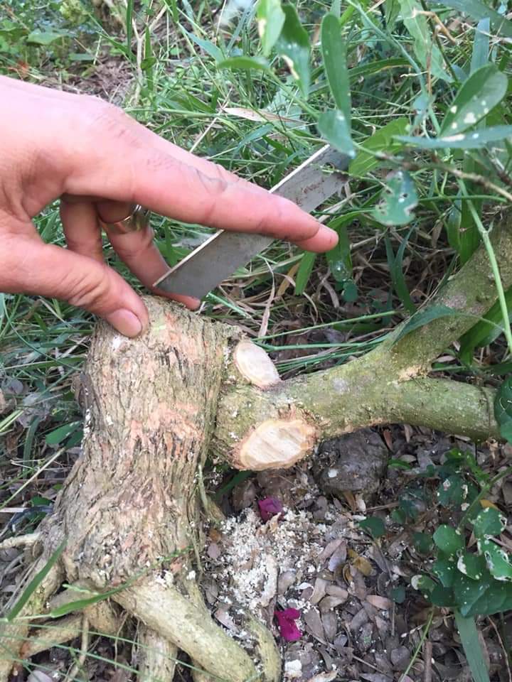 KEO BÔI CÂY CẢNH CHÁNH LÂM, KEO LIỀN DA CÂY CHÁNH LÂM, KEO LIỀN SẸO CÂY CHÁNH LÂM 130GR