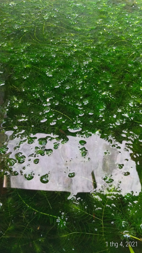 Rong đuôi chó - Cây thủy sinh