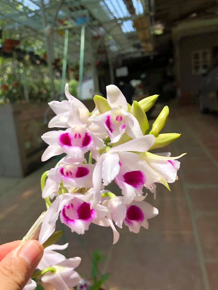 Ám mắt trâu lưng xanh hàng giống