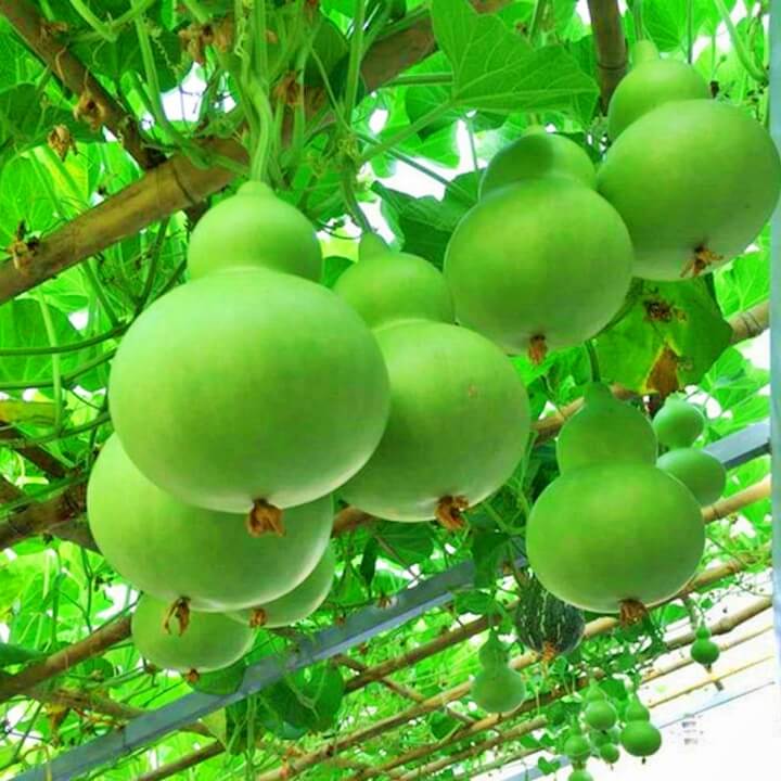 10h - hạt giống bầu hồ lô