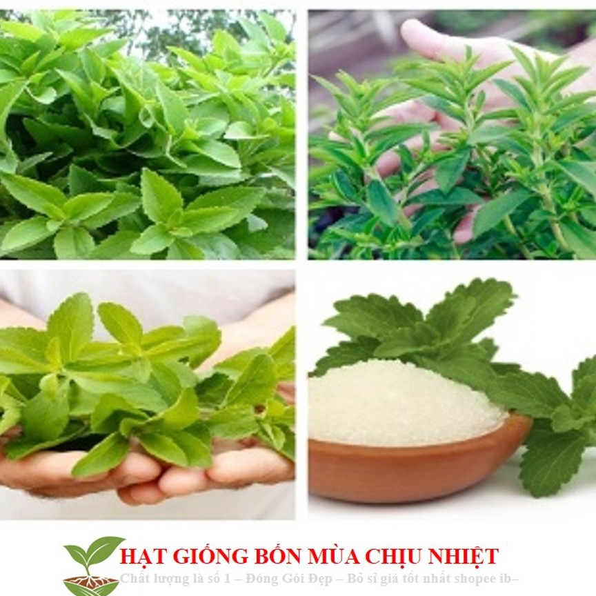 189A Gói 50 Hạt Giống Cỏ Ngọt Stevia Nảy Mầm Tốt