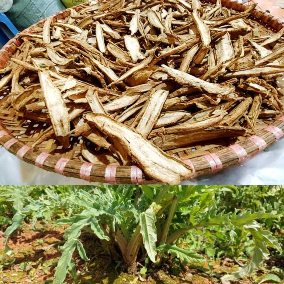 Rễ cây atiso khô 1kg