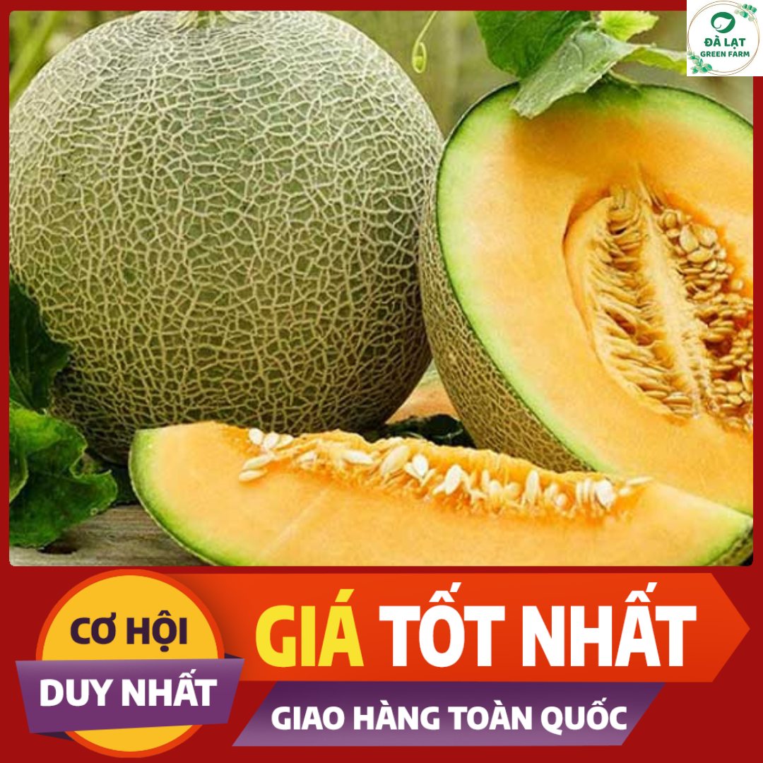 🍈20h_hạt giống dưa lưới 🍈