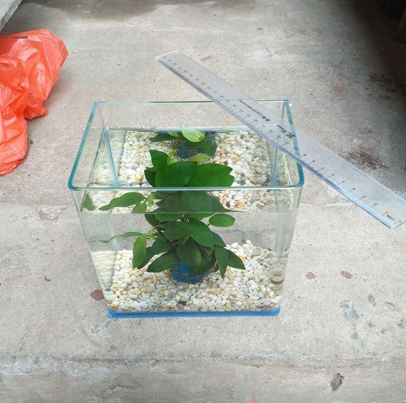 Bể cá mini đúc uốn góc cỡ 18 x 13 x15 cm