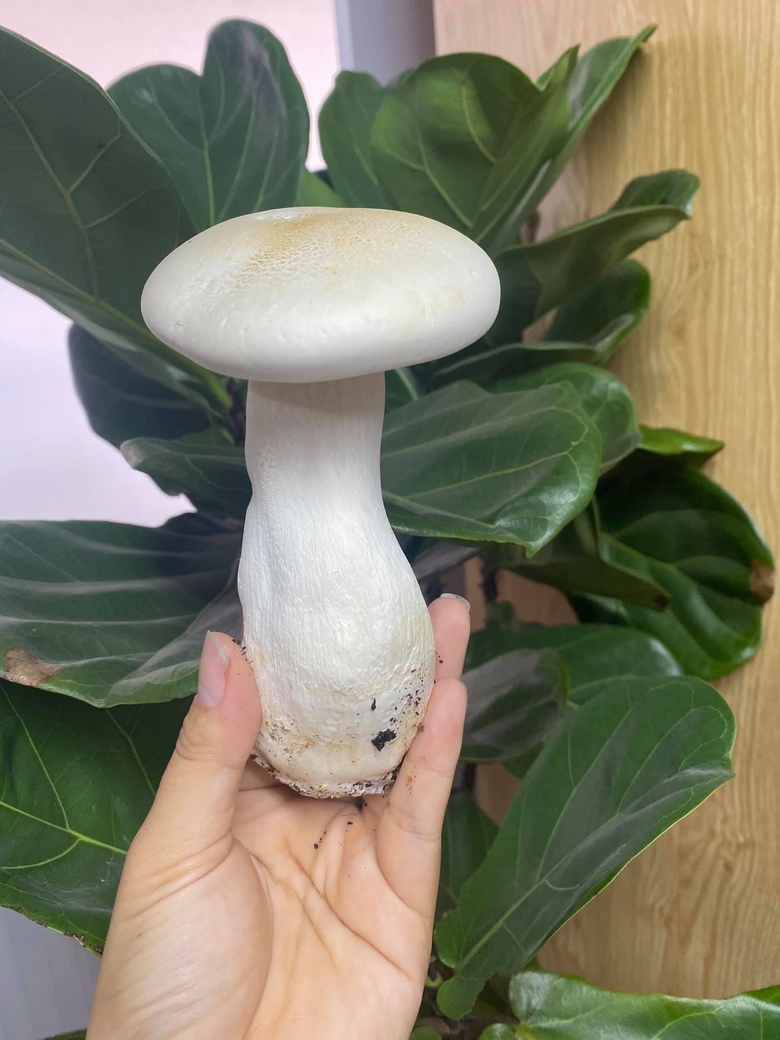 [HCM]3 Phôi Nấm Hoàng Đế giá rẻ tận gốc