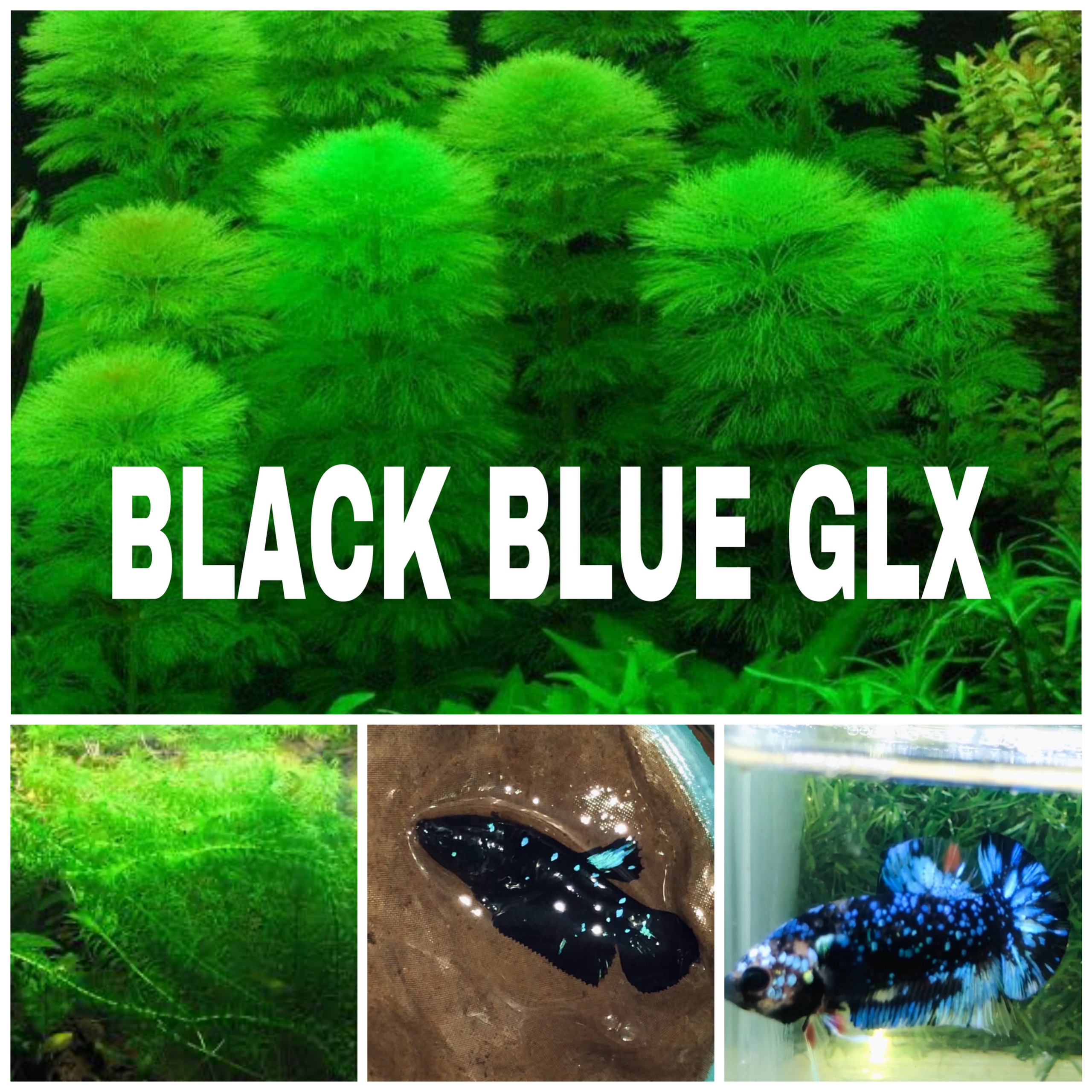 Betta Black Blue H2K Betta Bảo hành khi vận chuyển Dễ chăm sóc