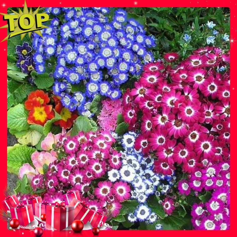 Bộ 03 Gói Hoa Cúc Lọ Lem - Nảy Mầm Cực Chuẩn