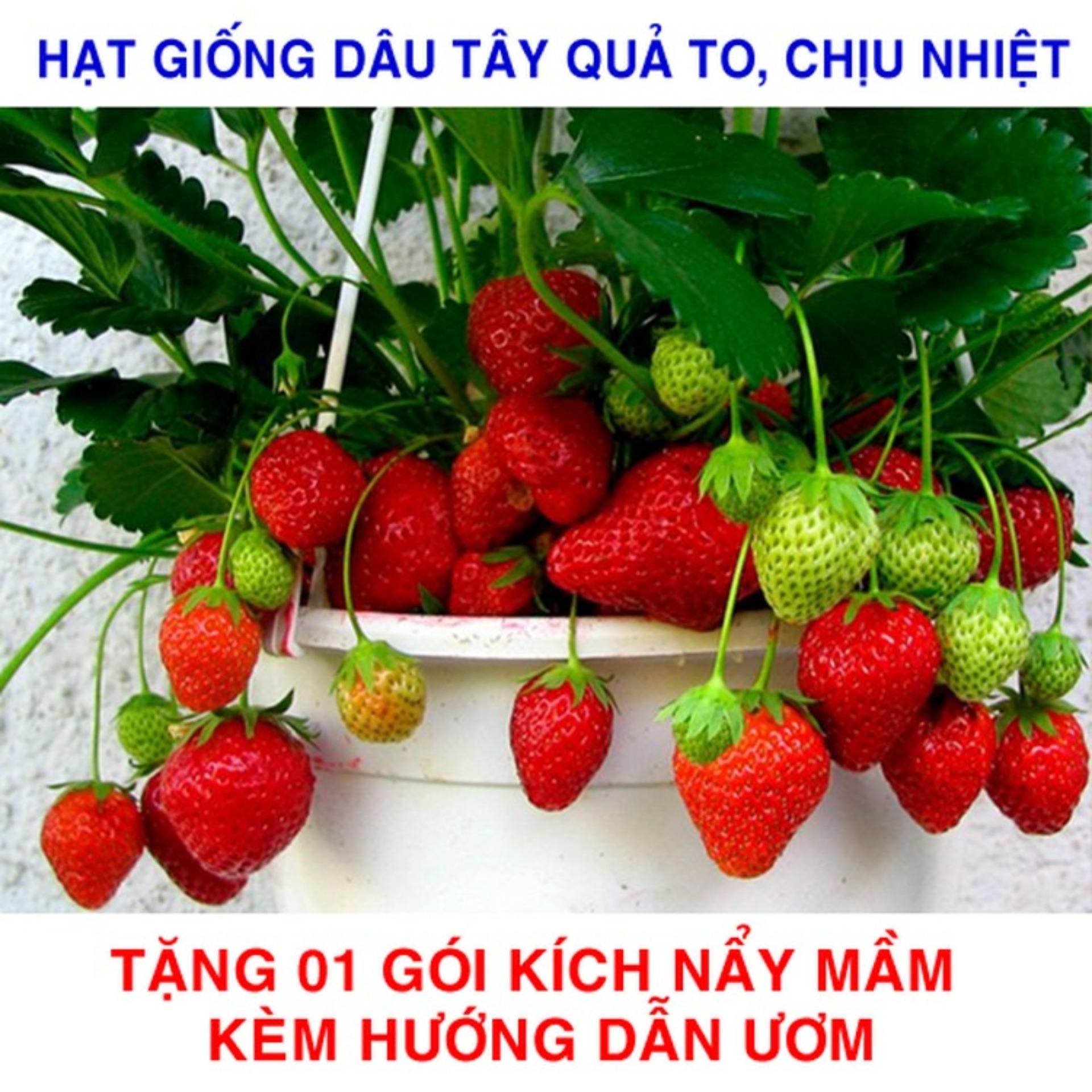 100 Hạt giống Dâu tây đỏ Quả to, Chịu nhiệt (tặng kích nẩy mầm và hướng dẫn ươm)