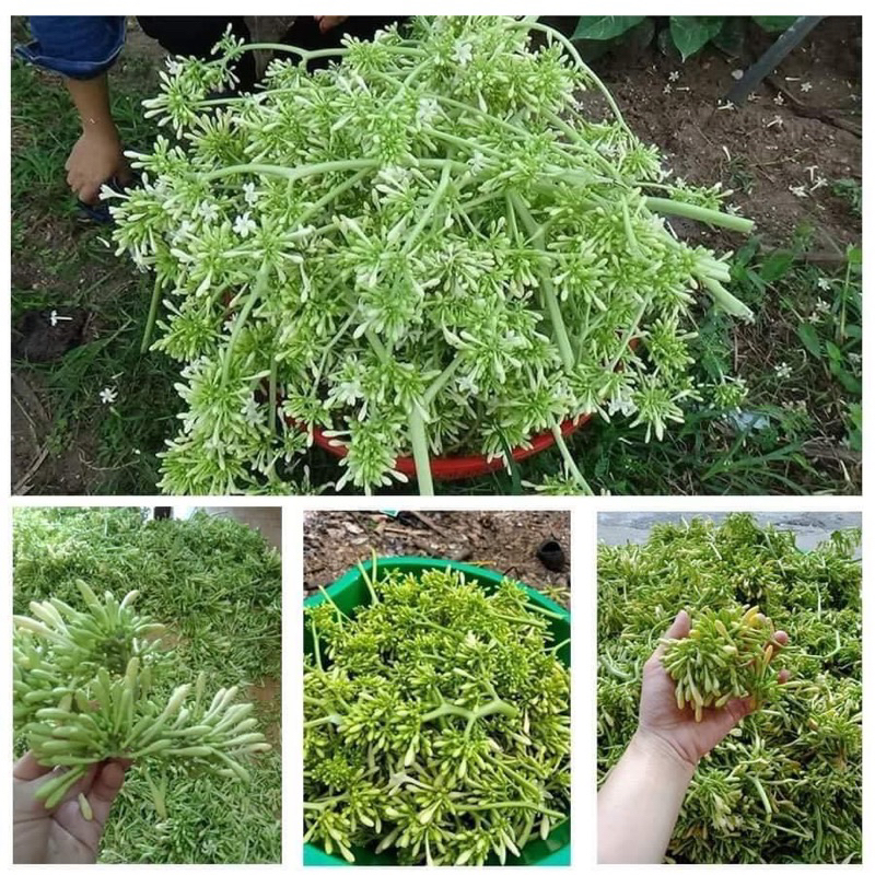Combo 3 gói hạt giống cây đu đủ đực-gói 20 hạt/tặng kèm gói phân bón lót