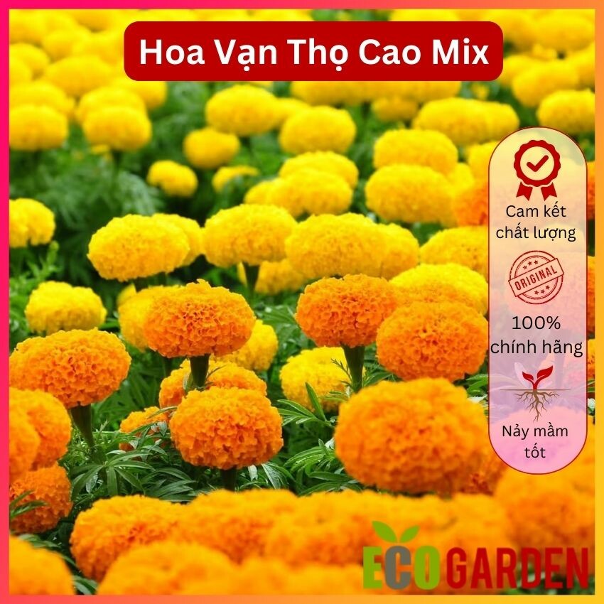 Hạt giống hoa vạn thọ cao nhiều màu