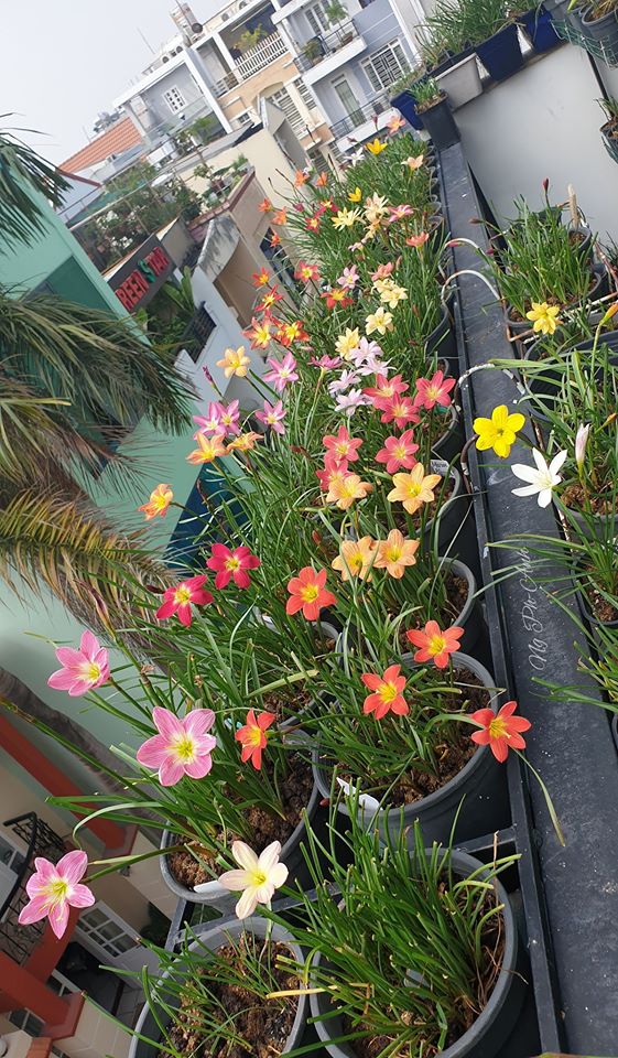 combo 6 củ huệ mưa mix (ngãi) củ sz mẹ , màu sổ xố không đảm bảo mỗi củ một màu, đảm bảo sống 100% , củ to khỏe