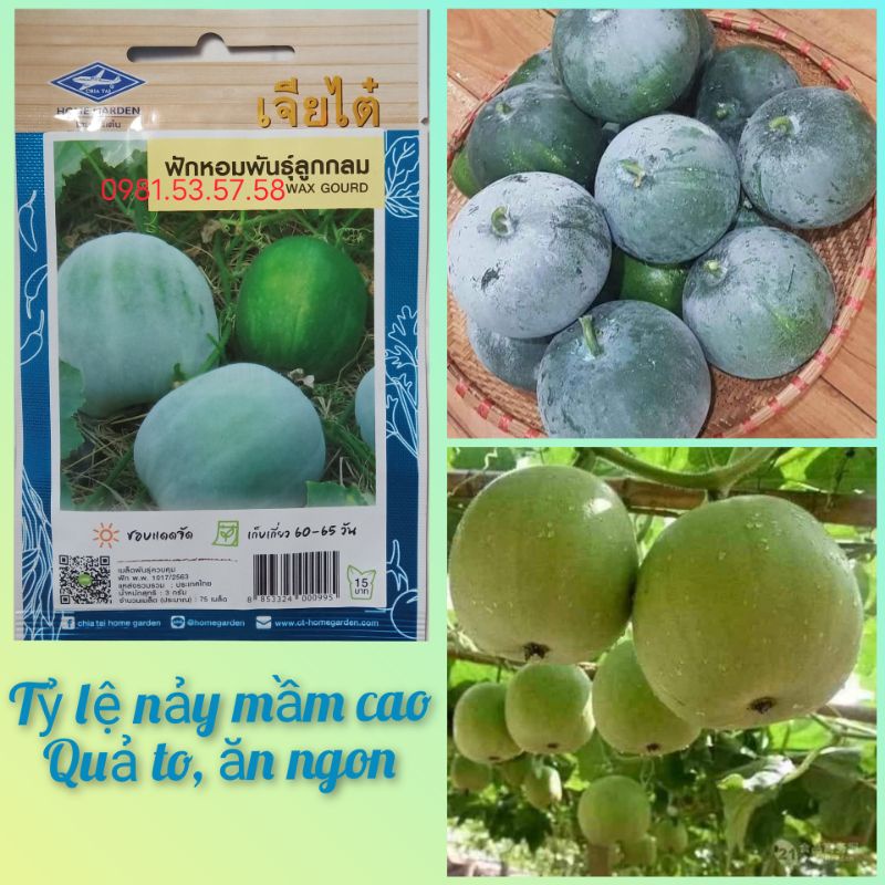 70 Hạt giống bí đao hương tròn Thái Lan