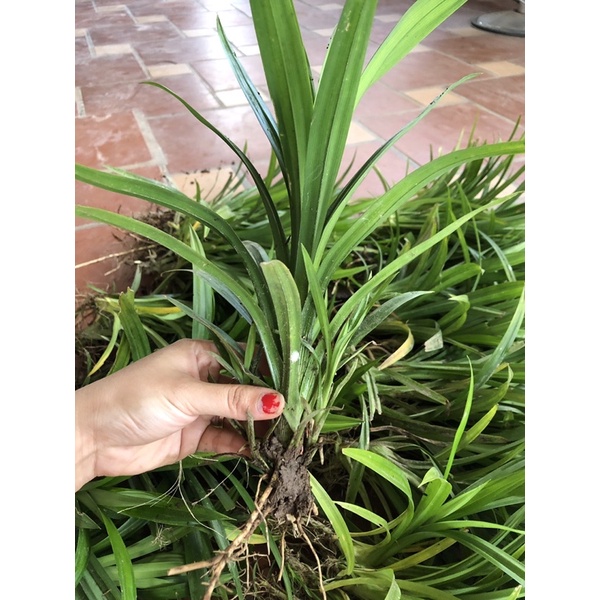 Cây lá dứa link rễ trần cây to khoẻ 20-30cm