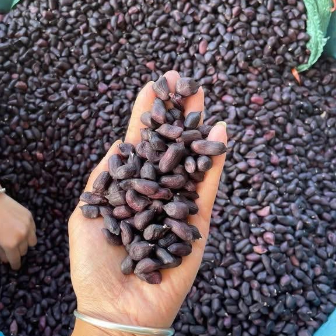 Nhân lạc đen khô Mường Khương (500g, 1kg) loại 1. Đặc sản lạc, đậu phộng đen Tây Bắc, lạc hoa mèo, hoa vằn khô